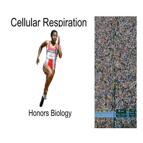 Honors ~ Cellular respiration 1213