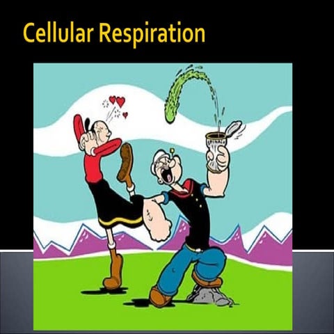 Cellular respiration 2012