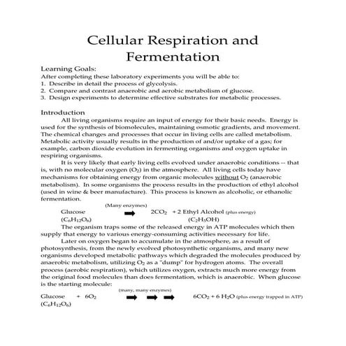 Cellular respiration and fermentation