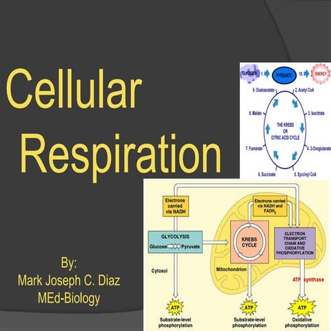 cellular respiration process in 2f .pptx