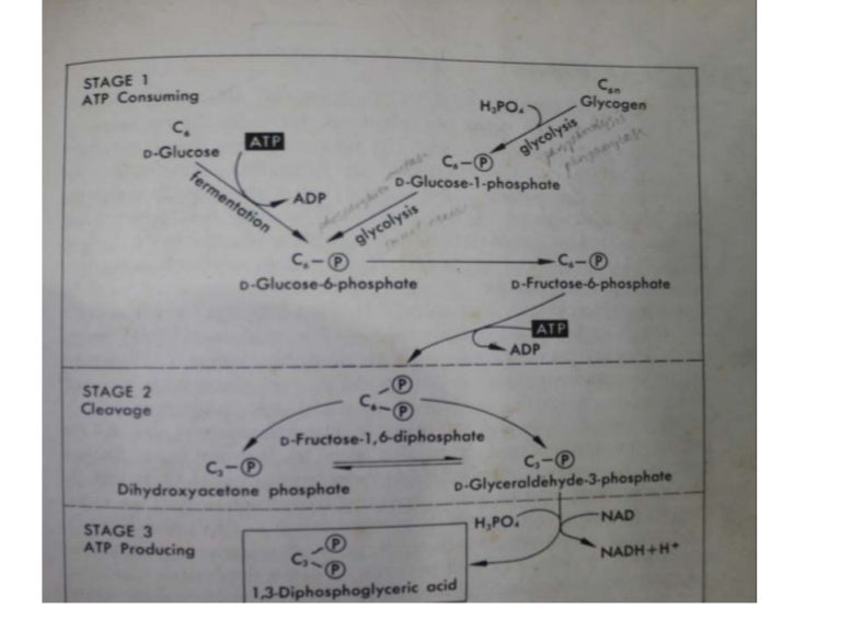 General Physiology Bio 109