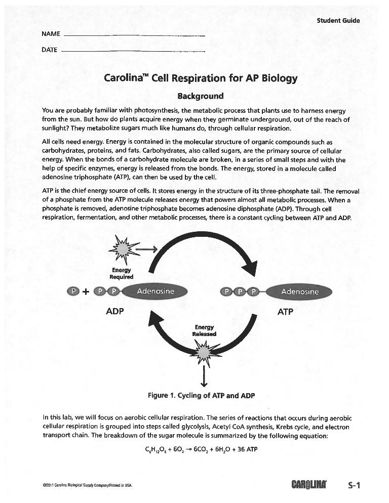 Cellular respiration lab