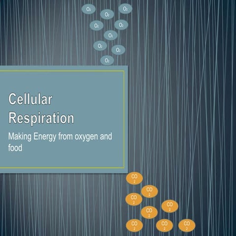 Cellular respiration 