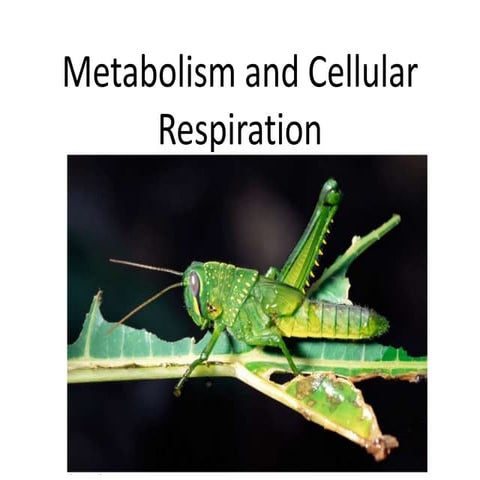 Cellular respiration 