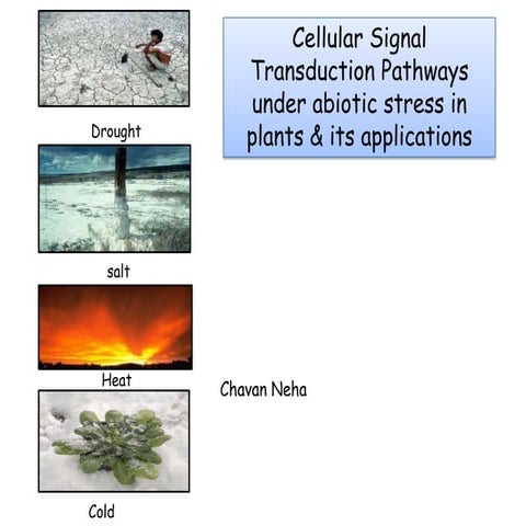 Cellular signal transduction pathways under abiotic stress