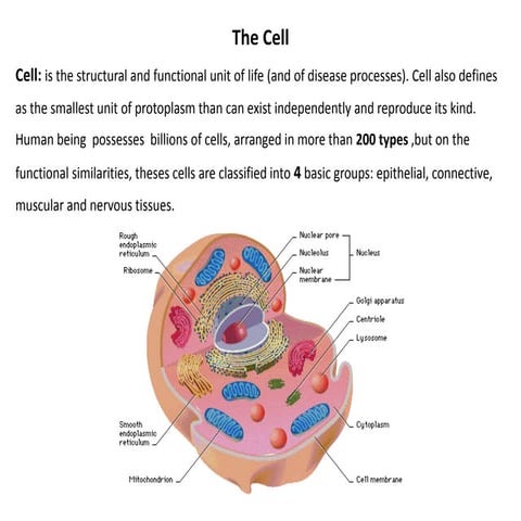 Cellular Structure.pdf
