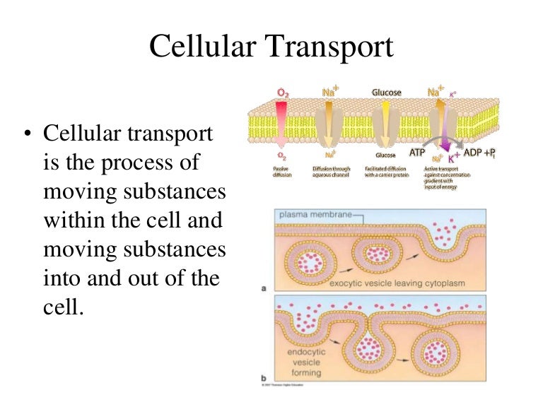 Cellular structure and function iii