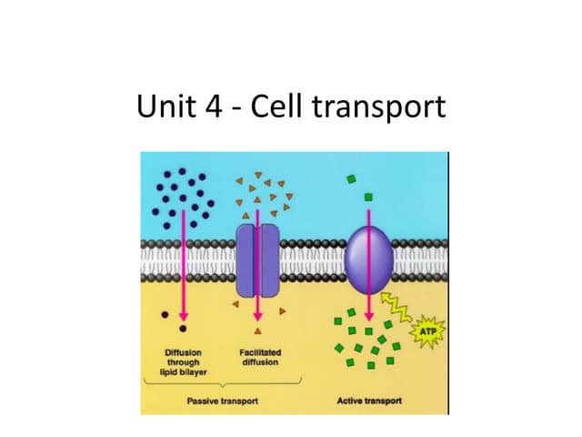 cellular  transport.pdf
