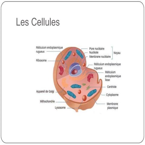 Les cellules | PPTX