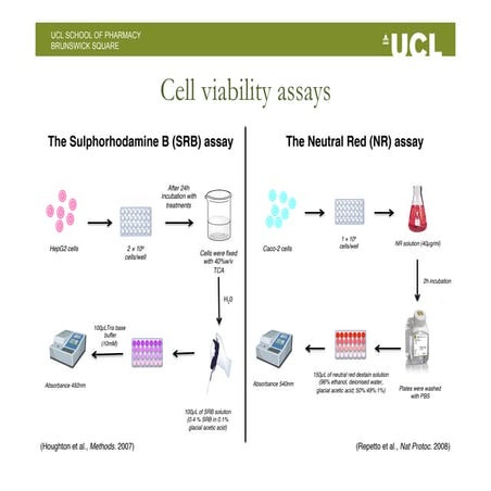 Cell viability analysis in HepG2 and CaCo2 cells