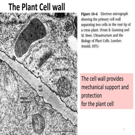 Cell wall