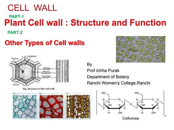 Cell wall structure and function | PPT