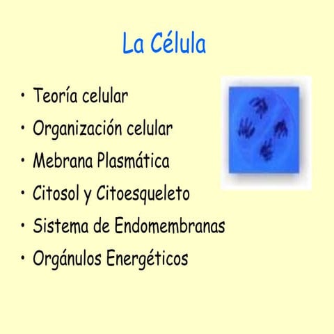 Celula