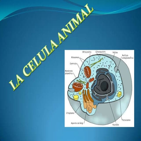 Cèlula animal y sus partes 