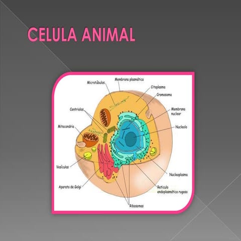 Celula Animal Membrana Nuclear
