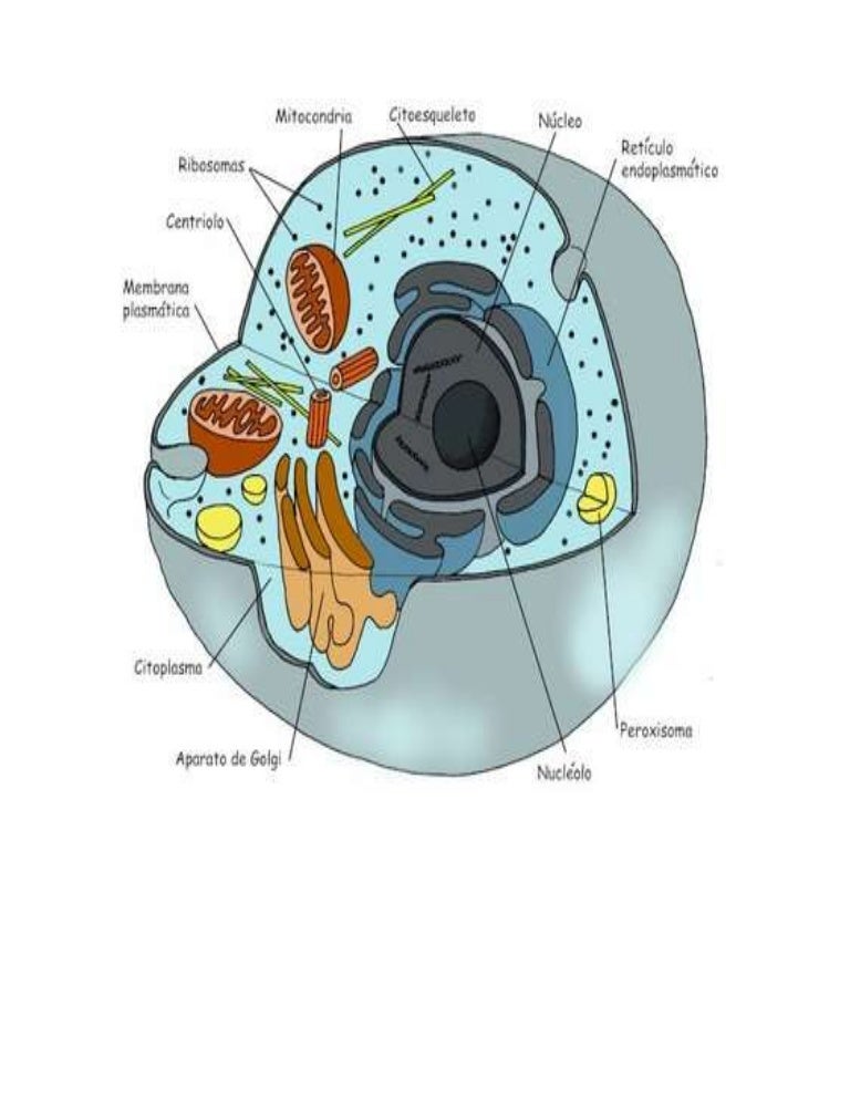 Dibujo De La Celula Animal : Dibujo Imágenes De La Célula Animal Y