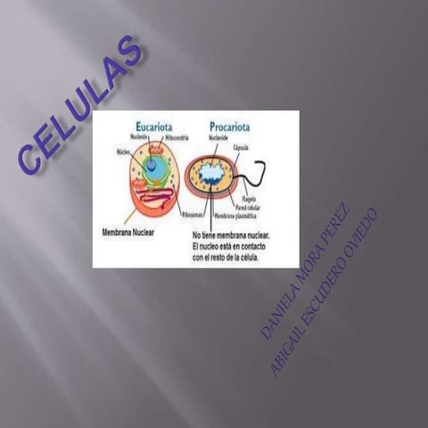 Celulas
