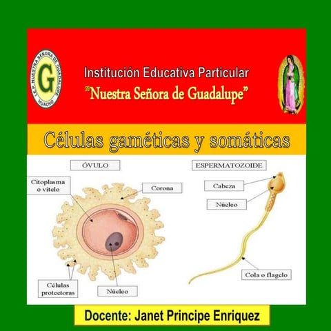 Celulas gameticas y somaticas | PPTX