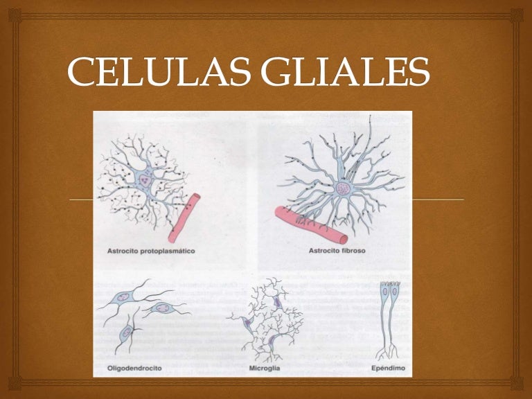 Celulas gliales