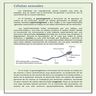 Celulas sexuales