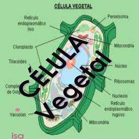 Celula vegetal diapositivas de la celula vegetal 