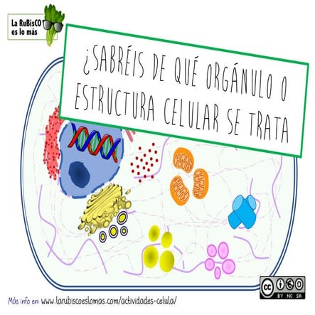 JUEGO ADIVINAR ORGANULOS