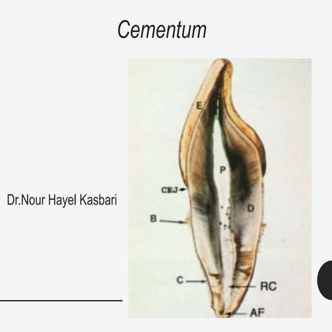 Oral Histology - Cementum