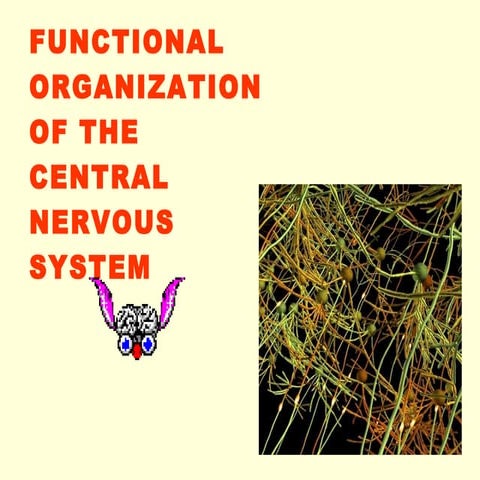 Central nervous-system-09-10