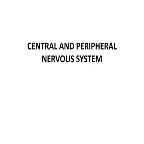Central and peripheral nervous system