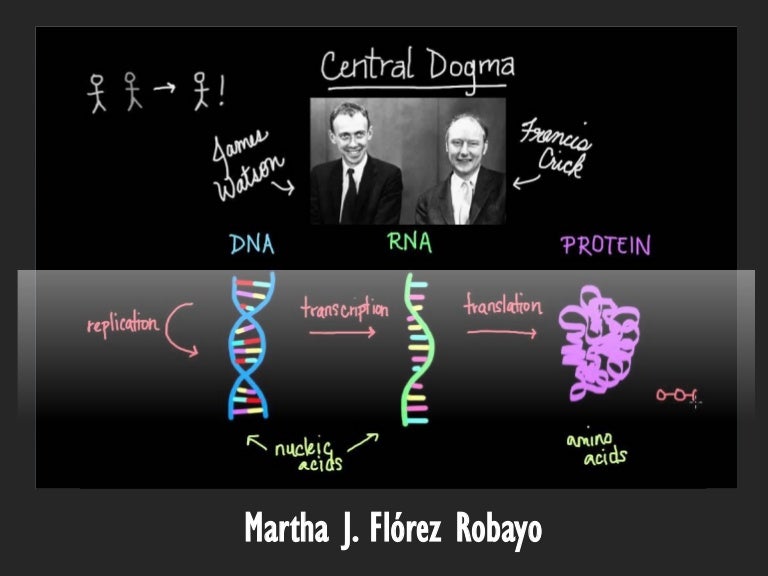 The Central dogma