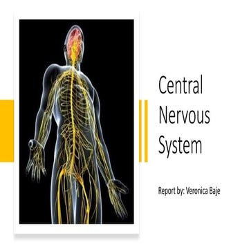 Central Nervous System