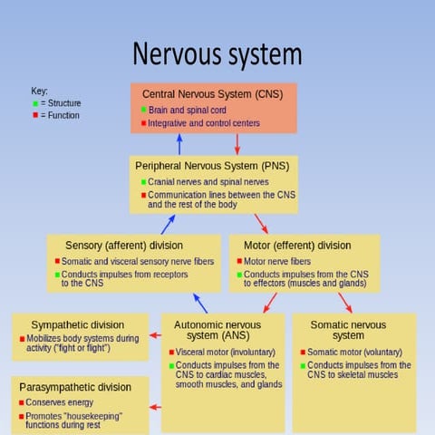 Human nervous system chapter Science SEE Nepal