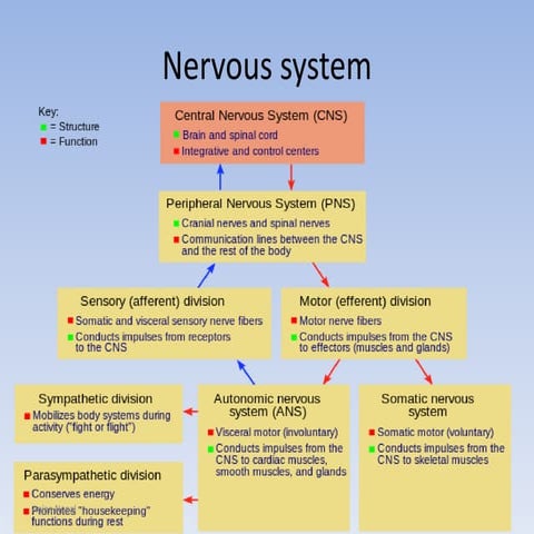 Endocrine system and Nervous system SEE science Nepal