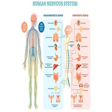 Central Nervous System Gradec 10 Science.pptx
