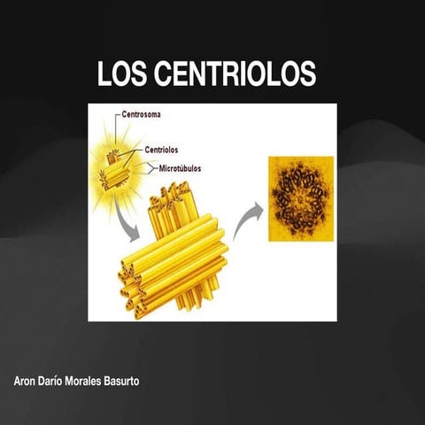 Los centriolos | PPTX