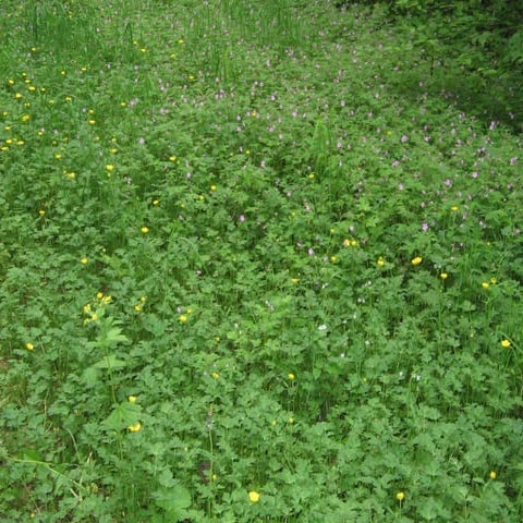 Reshaping a City: What To Do With All That Land-Bob Brown, City of Cleveland