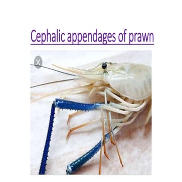 Cephalic appendages of prawn
