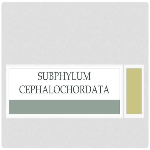 Subphylum Cephalochordata - zoology
