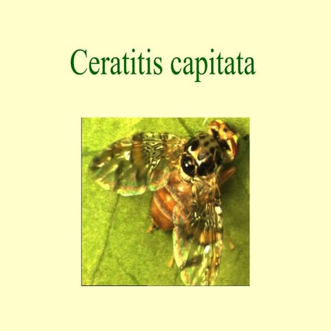 Ceratitis capitata