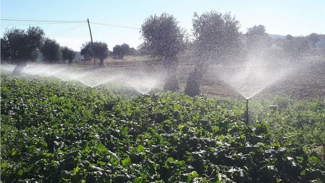 Cerca de 95% dos agricultores foram afetados pela seca no alto alentejo