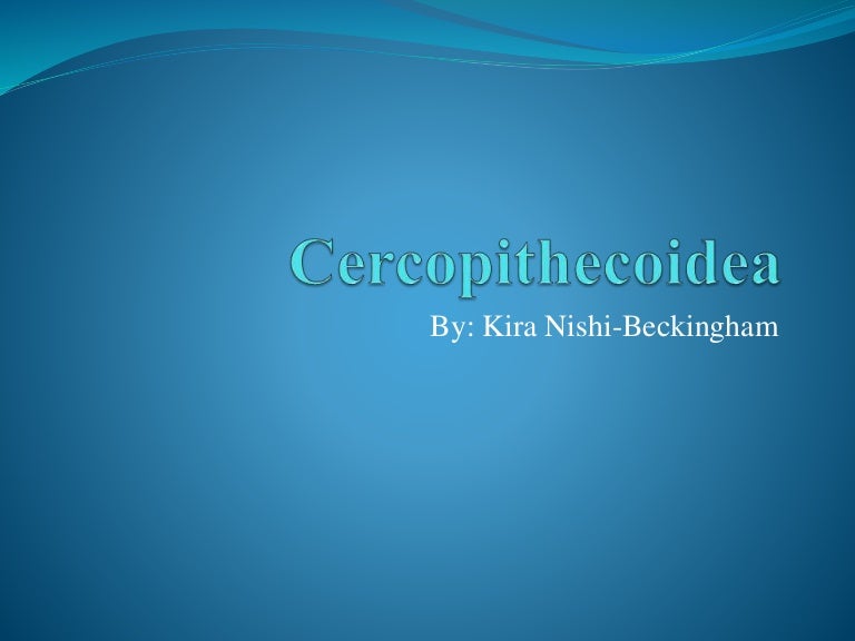 Cercopithecoidea (Old World Monkeys)