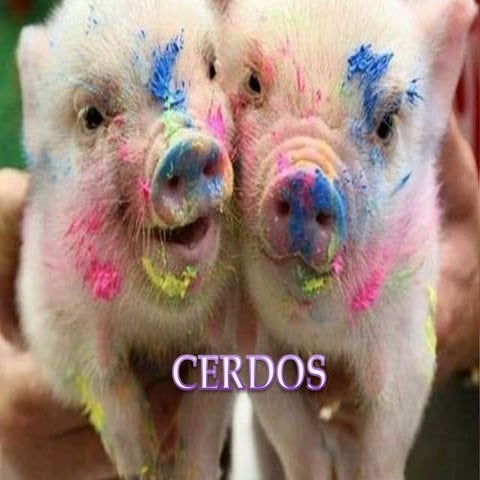 Diagnóstico de cerdos | PPTX