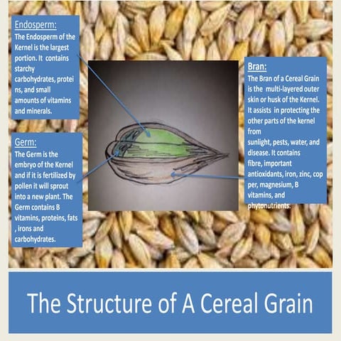 Cereal grain 1 | PPTX
