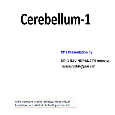 Anatomy of Cerebellum  1