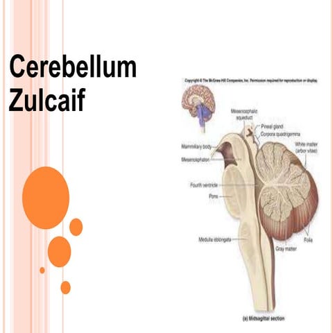 Cerebellum