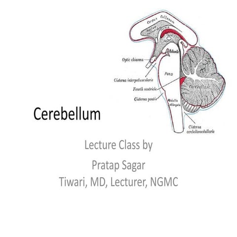 Cerebellum