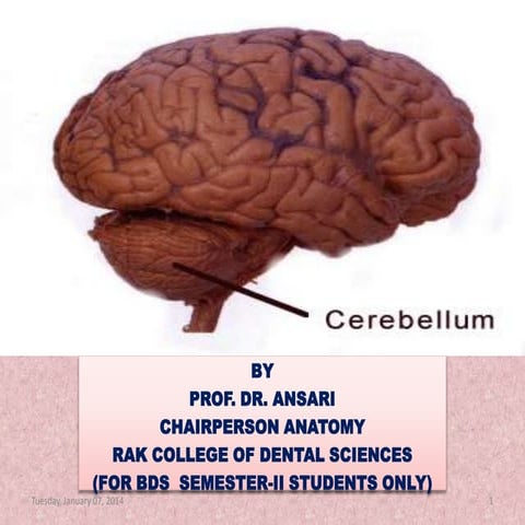 Cerebellum