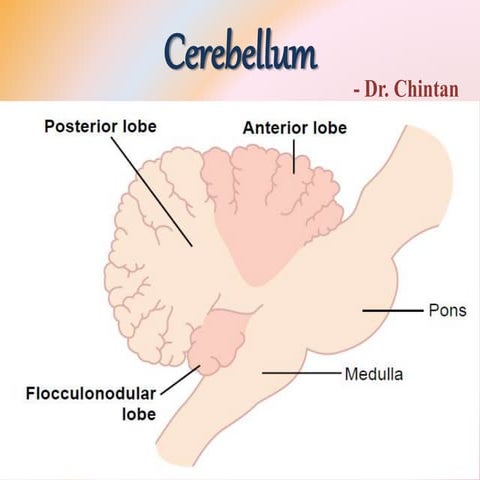 Cerebellum