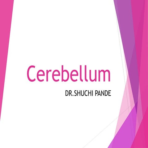 Cerebellum  