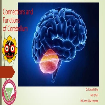 Cerebellum-Connections and Functions